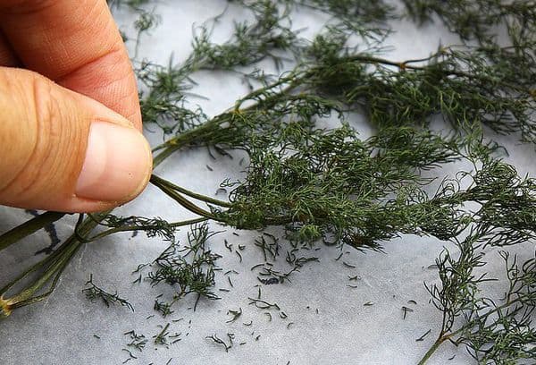 Dried bunch of dill