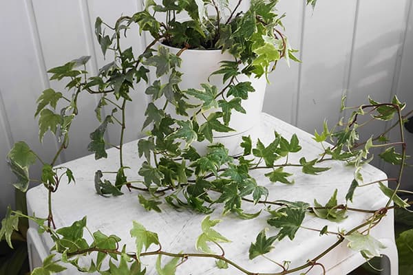 Ivy in a pot
