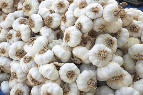 Freshly Picked Garlic