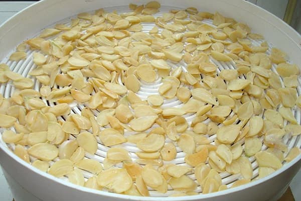 Garlic