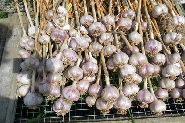 Garlic