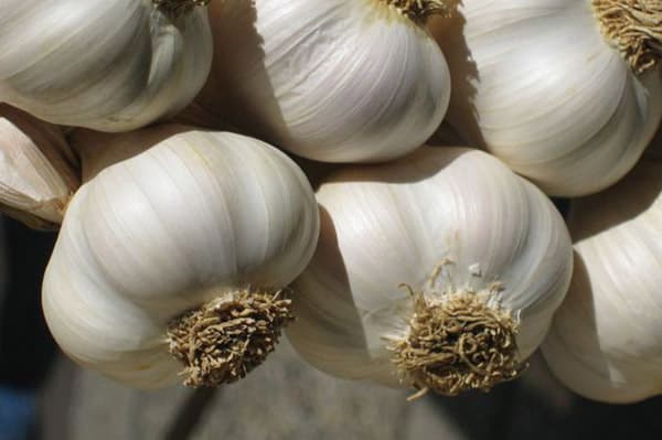 Heads of garlic