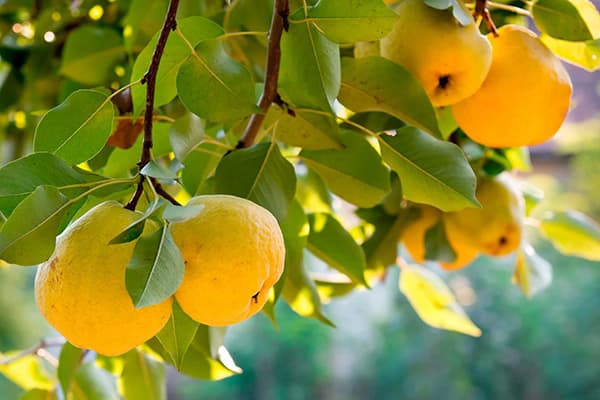 Fruiting quince