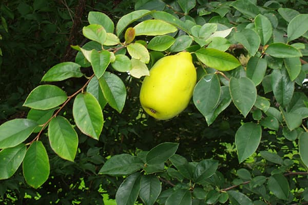 Chinese quince