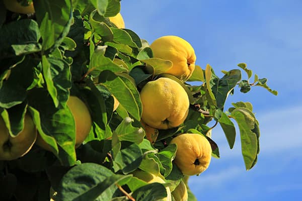 Quince lemon