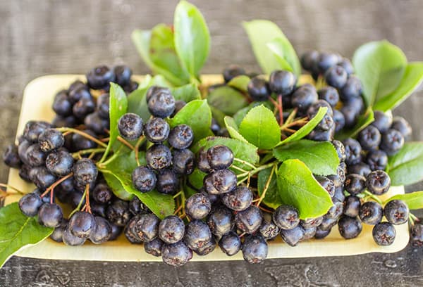 Aronia berries