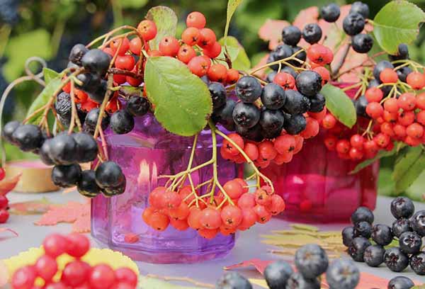 Red or aronia
