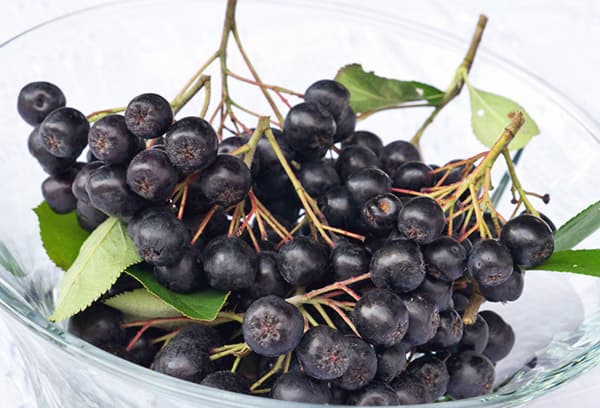 Bunches of Chokeberry