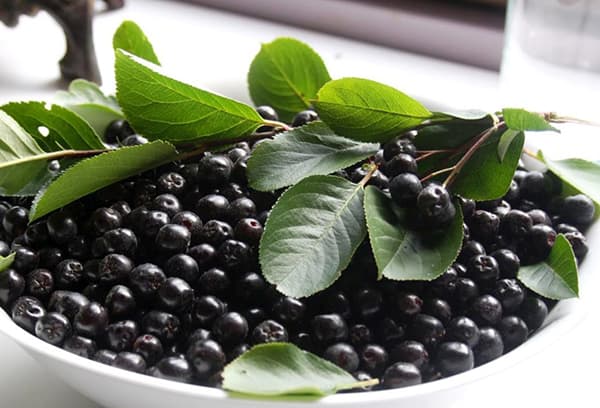 Chokeberry Leaves