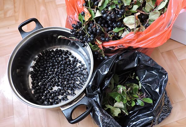 Harvesting chokeberry berries
