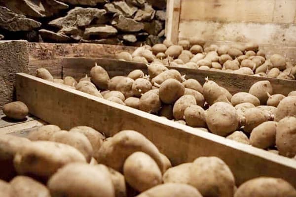 Potato storage in the cellar