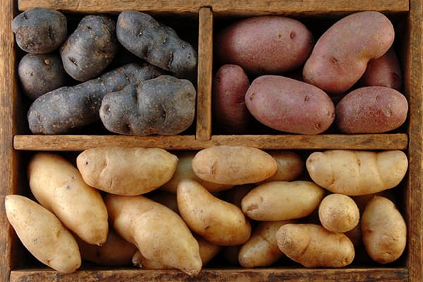 Potatoes of different varieties
