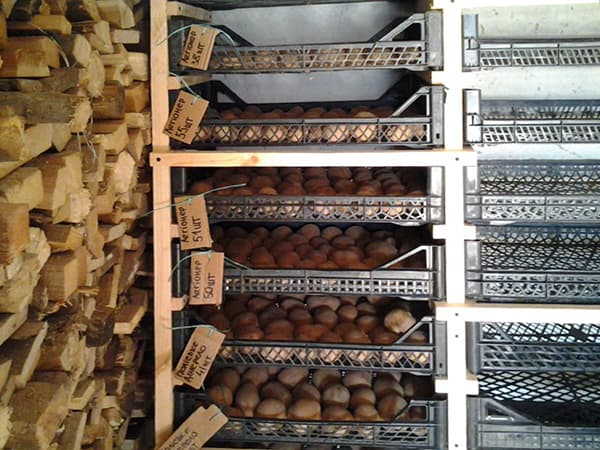 Potato storage rack