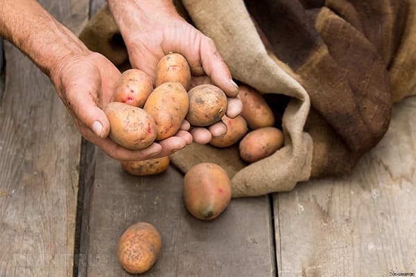 Sacking potatoes