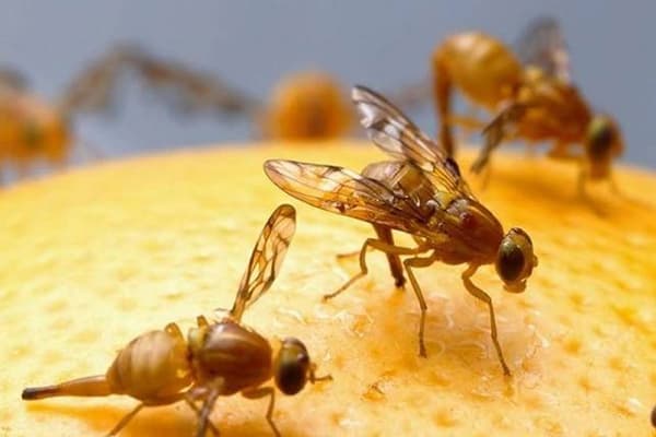 Fruit flies