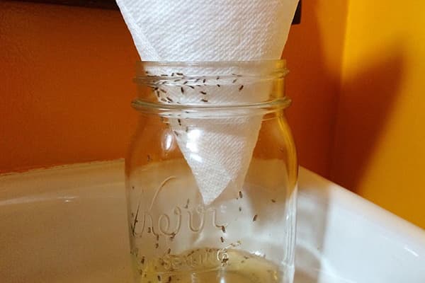 Midge trap