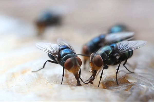 Flies