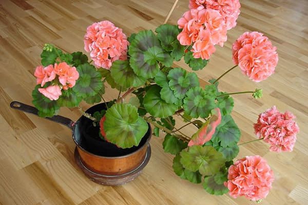 Blooming geranium