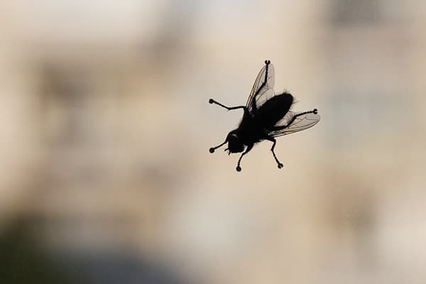 Fly on glass
