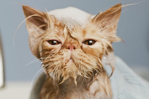 Cat bathing