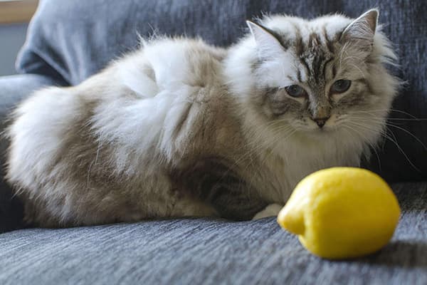 Cat and lemon