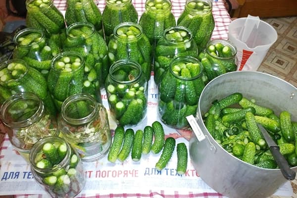 Pickling cucumbers