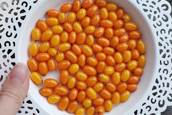 Plate with sea buckthorn berries