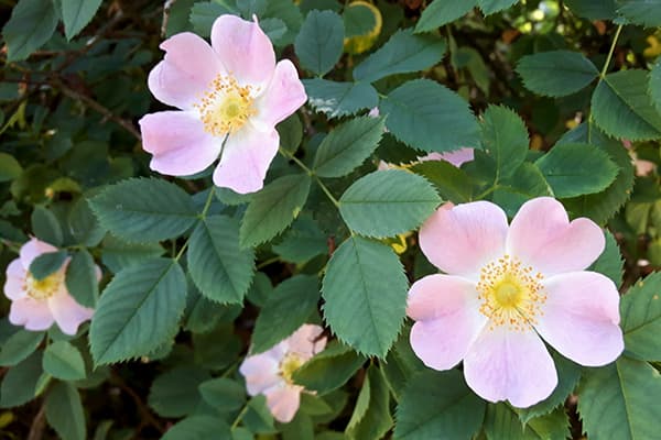 Dog rose