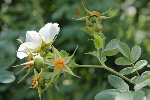 Begger's Rose Hip