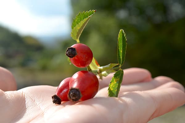 Dog-rose fruit