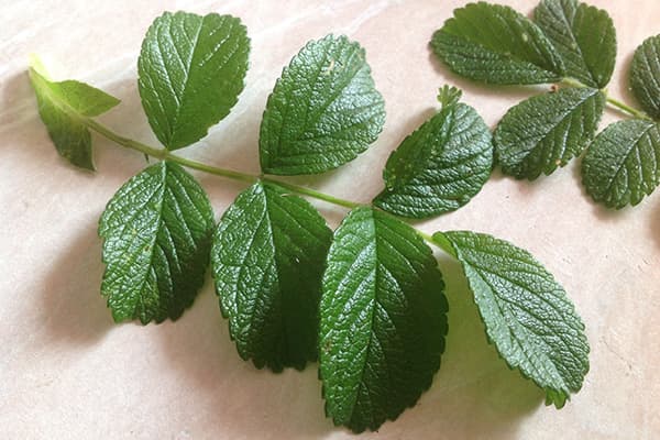 Rosehip leaves