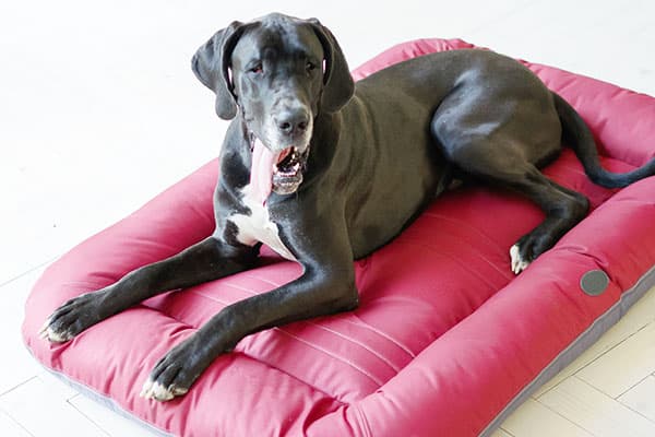 Dog on a soft couch