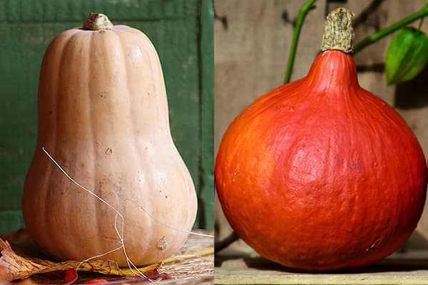 Nutmeg Pumpkins - Butternut and Hokkaido