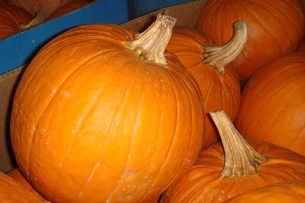 Pumpkins with dry stalks
