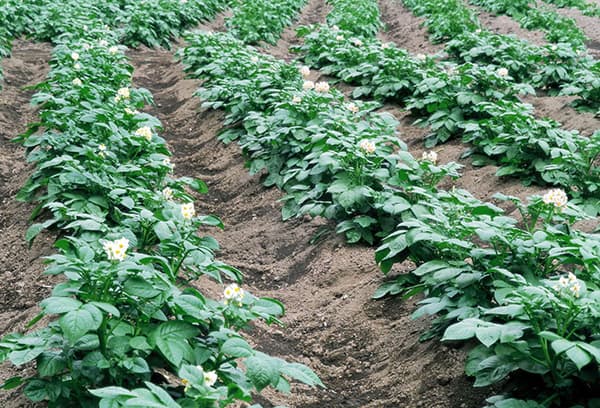 Potato growing