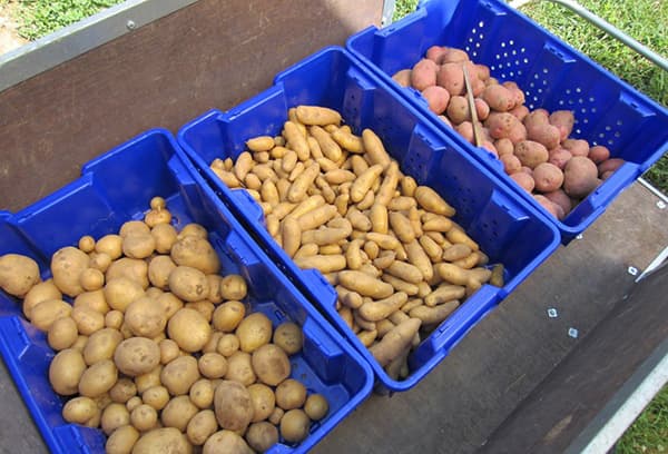 Crates of Potatoes
