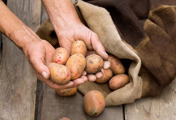 Medium sized potatoes
