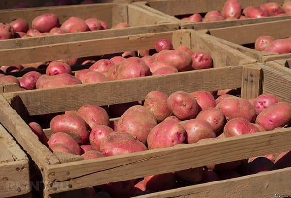Washed potatoes