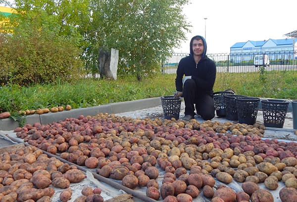 Drying potatoes
