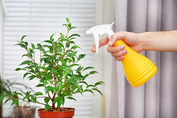 Spraying ficus