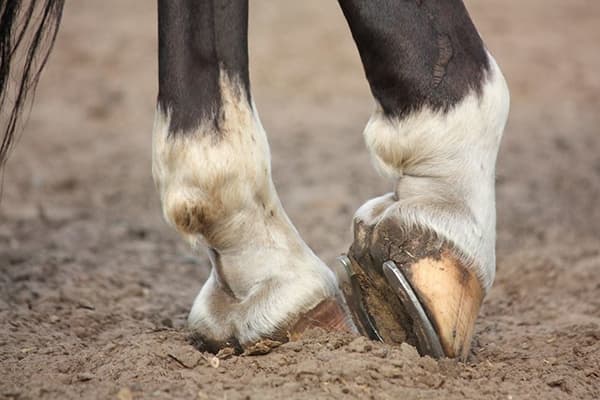 Horseshoe
