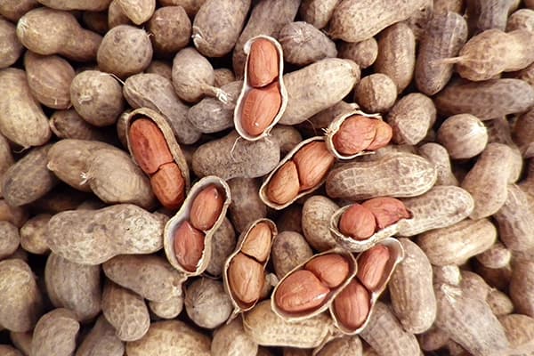 Fresh peanuts